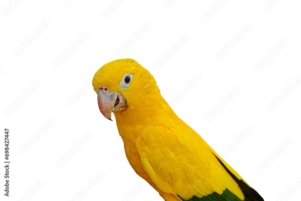 golden parakeet parrot isolated on white background with clipping path.