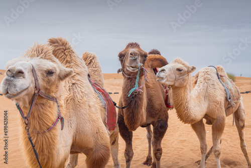 Close un portrait of the three funny camels in desert of Inner Mongolia, China