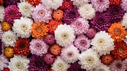 Flowers wall background with amazing red,orange,pink,purple,green and white chrysanthemum flowers. 