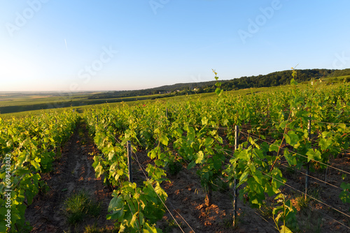 Verzenay Vineyard in the Reims mountain Regional Nature Park photo