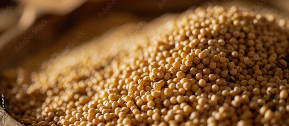 Close-up of foxtail millet grains, emphasizing their organic texture and natural golden hue; the second most cultivated millet in India. - obrazy, fototapety, plakaty 