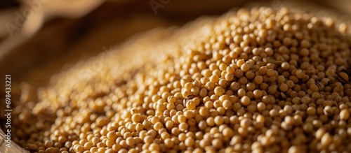 Close-up of foxtail millet grains, emphasizing their organic texture and natural golden hue; the second most cultivated millet in India.