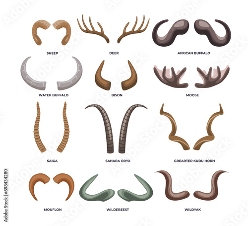 Set of different types of animal horn types for poster education, diagram, infographic or school, isolated on white background with bighorn, sheep, bison, buffalo, deer, antler vector illustration.