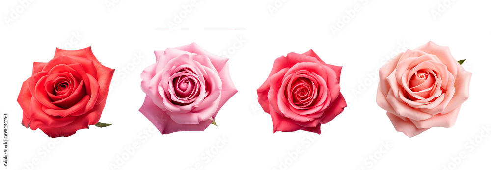 rose, valentine's concept, sweet color isolated on white background