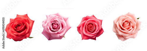 rose  valentine s concept  sweet color isolated on white background