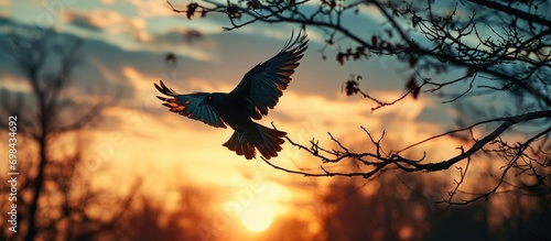 Bird in twilight freedom silhouette.