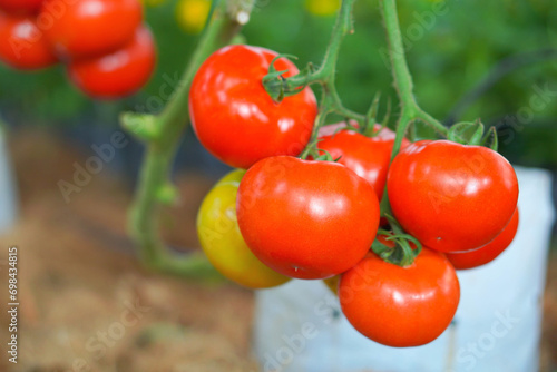 bright red tomatoes From the organic garden ready to harvest