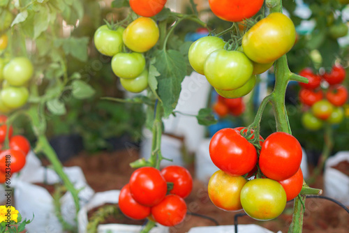 bright red tomatoes and colorful and beautiful From the organic garden ready to harvest