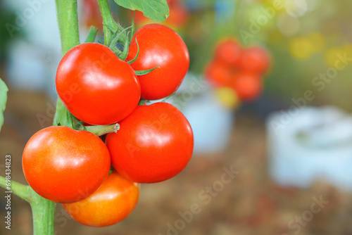 bright red tomatoes From the organic garden ready to harvest