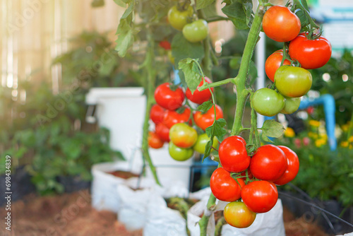 bright red tomatoes and colorful and beautiful From the organic garden ready to harvest