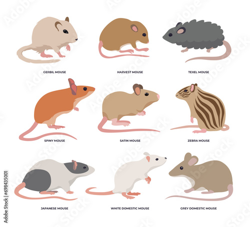 Set of different types of rat, Cartoon mouse set, types of mouse infographic for education, diagram and poster, Vector illustration for pet, animal, wildlife pet breed isolated on white background.
