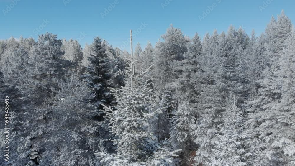 Orbit aerial snow covered fir top dense winter background mountain forest sunny day Orbit aerial snow covered fir top dense winter background mountain forest sunny day