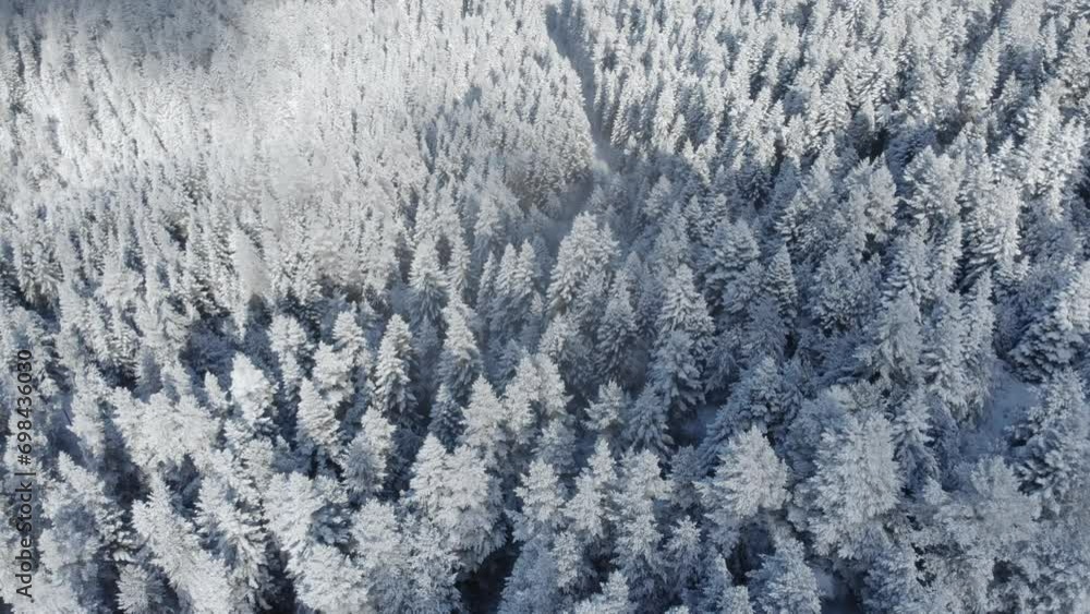 Aerial top down view snow covered fir forest winter day clouds shadows moving Aerial top down view snow covered fir forest winter day clouds shadows moving