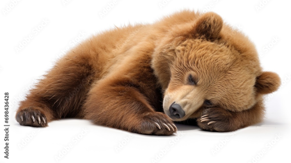Obraz premium A brown bear is sleeping on a white surface