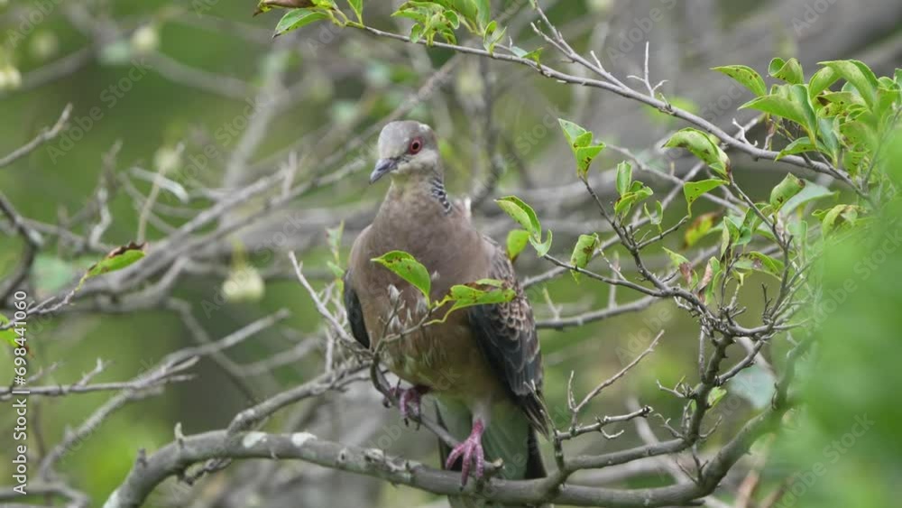 turtlr dove in a forest turtlr dove in a forest