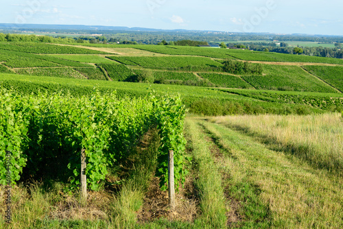 The green vineyards in Europe, in France, in Burgundy, in Nievre, in Pouilly sur Loire, towards Nevers, in summer, on a sunny day.