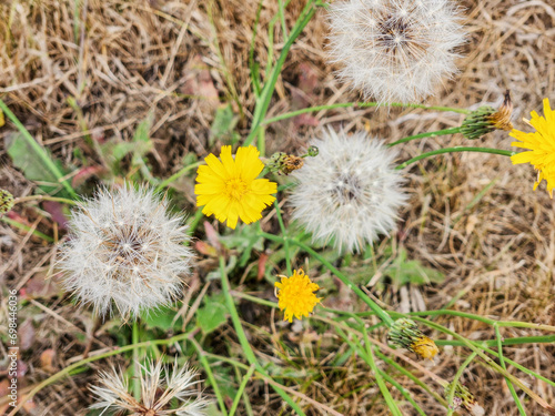 Narrowleaf hawksbeard photo