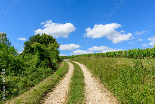 The hiking paths in the middle of the green vineyards in Europe, in France, in Burgundy, in Nievre, in Pouilly sur Loire, towards Nevers, in summer, on a sunny day.