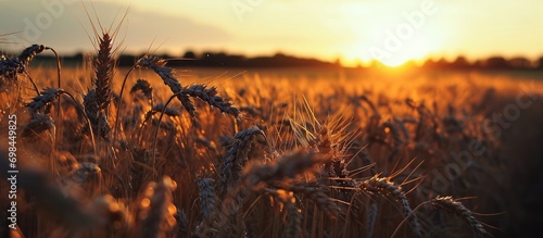 Dusk over the wheat field.