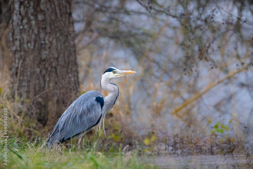 Closeup of a gray heron standing in a pond