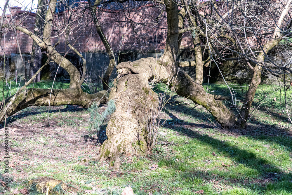 drzewa, krajobraz, zieleń, park, lato, naturalny, okolica drzewa, krajobraz, zieleń, park, lato, naturalny, okolica