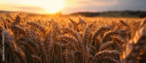 Czech Republic's early summer wheat.
