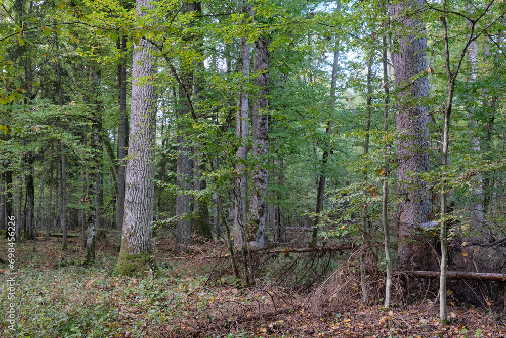 Obraz premium Old natural deciduous stand with oak trees