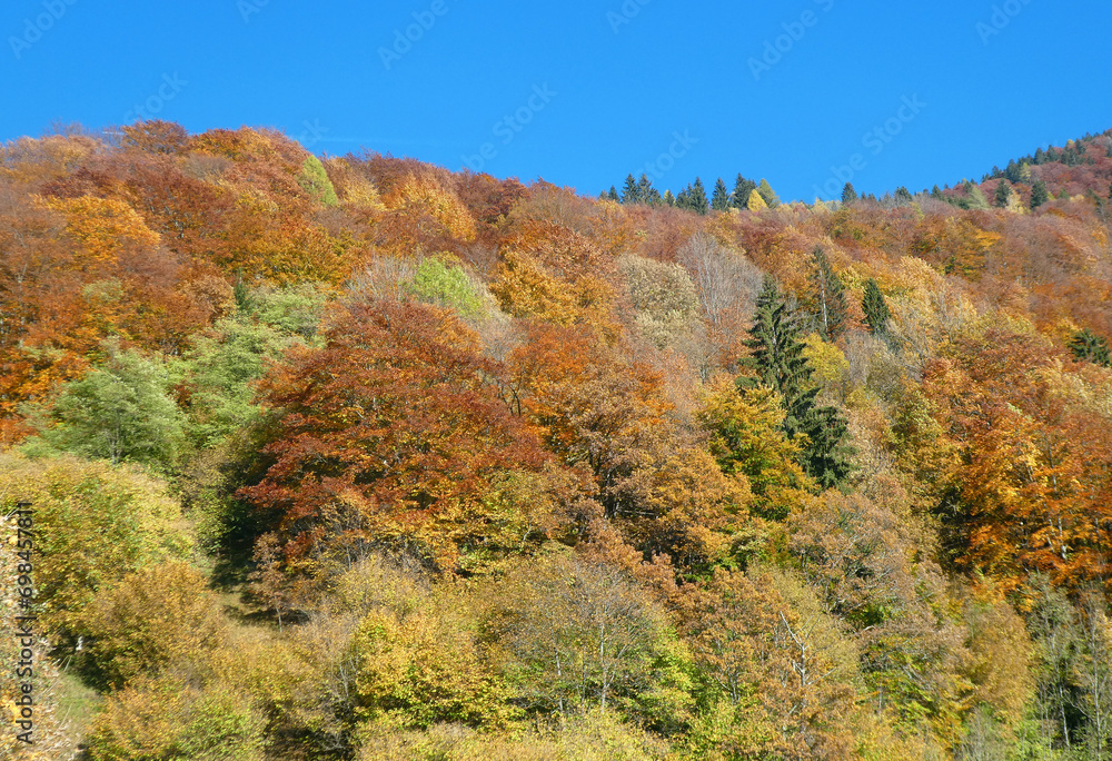 mountain view with trees with red yellow and orange leaves in autumn season