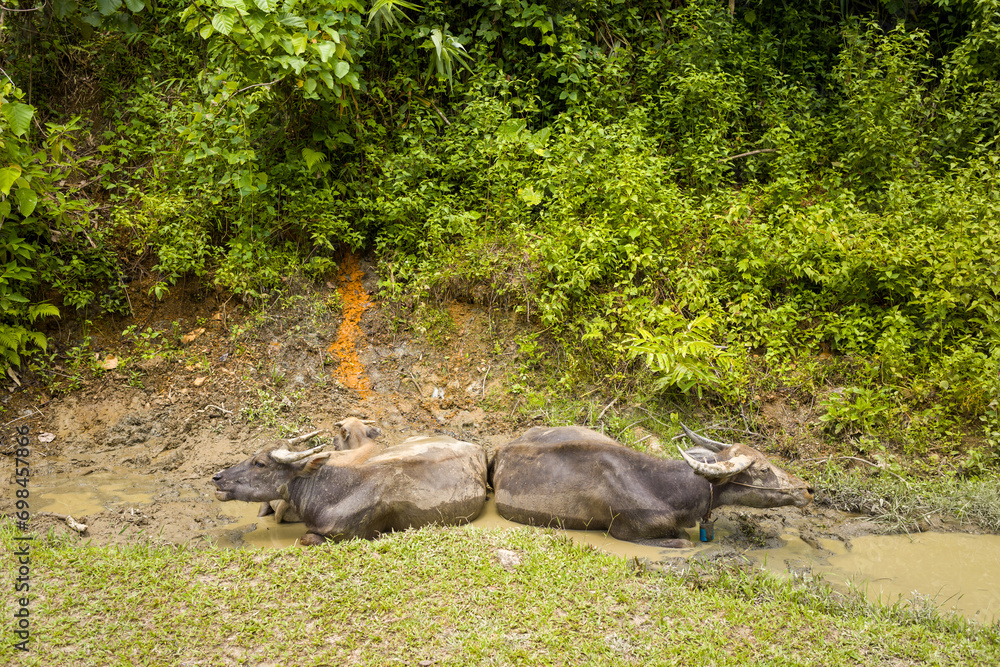 Buffalos cross a road in the green countryside , Asia, Vietnam, Tonkin, between Dien Bien Phu and Lai Chau, in summer on a sunny day. Buffalos cross a road in the green countryside , Asia, Vietnam, Tonkin, between Dien Bien Phu and Lai Chau, in summer on a sunny day.