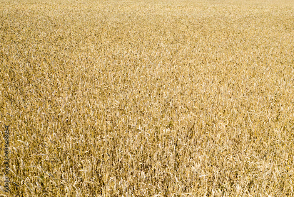 A wheat field in Europe, in France, in Burgundy, in Nievre, towards Nevers, in summer, on a sunny day. A wheat field in Europe, in France, in Burgundy, in Nievre, towards Nevers, in summer, on a sunny day.