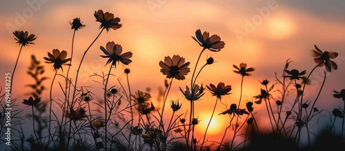 flower silhouettes against a sunset backdrop