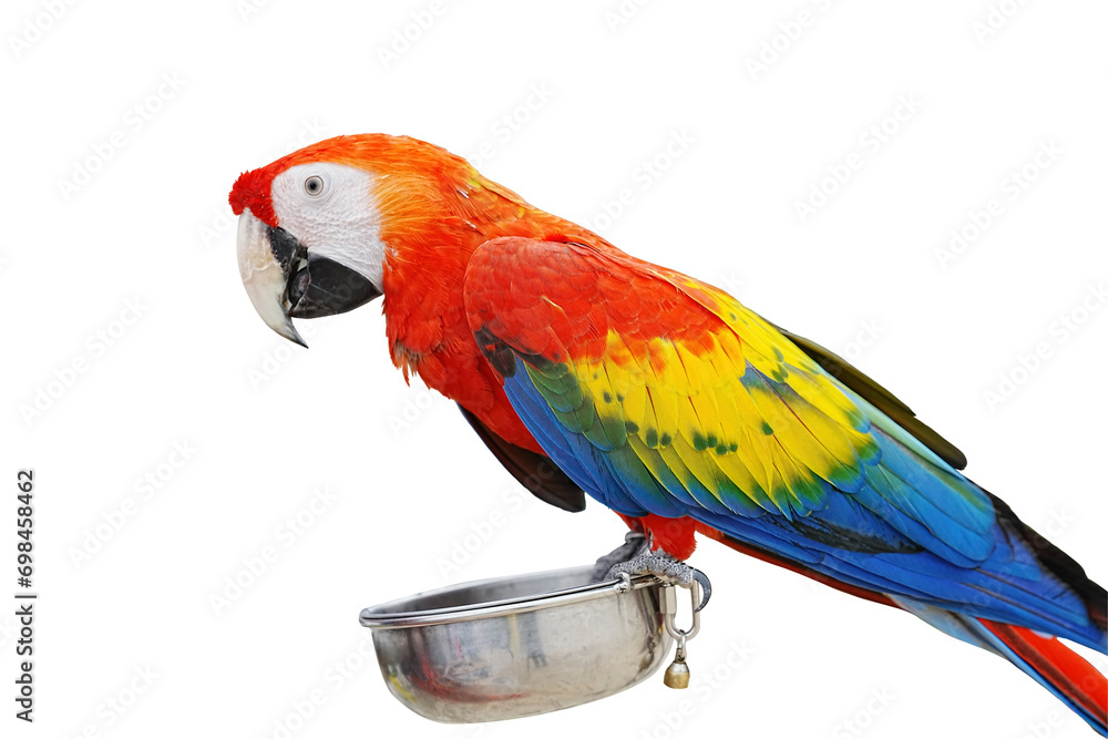 Obraz premium Scarlet Macaw parrot isolated on white background with clipping path.