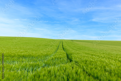 Wheat fields in the countryside in Europe, in France, in Burgundy, in Nievre, towards Clamecy, in Spring, on a sunny day. photo