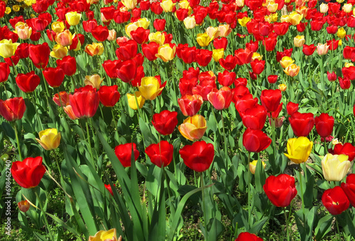 tulip flowers of red and yellow color in the flowerbed bloomed in spring