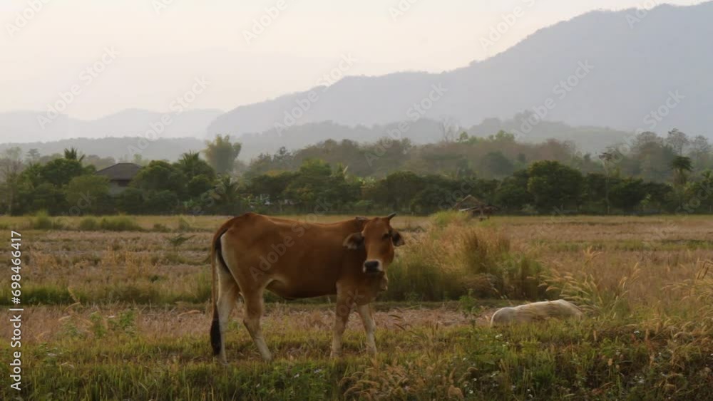 Serenity in the Countryside: A Cow Grazes in a Field Against a Mountainous Horizon. A lone cow stands in a dry field with a picturesque mountain range in the background, enveloped in the soft glow of Serenity in the Countryside: A Cow Grazes in a Field Against a Mountainous Horizon. A lone cow stands in a dry field with a picturesque mountain range in the background, enveloped in the soft glow of