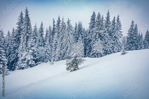 Untouched winter landscape. Gloomy morning view of Carpathian valleys with snow covered fir trees. Calm outdoor scene of mountain forest. Christmas postcard.
