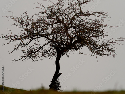 trees inconspicuous on a very foggy day. photo