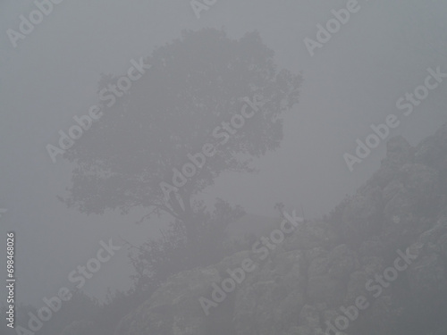 trees inconspicuous on a very foggy day. photo