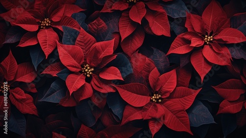  a close up of a bunch of red poinsettia flowers with green leaves on the top of them.