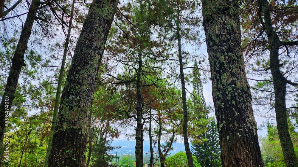a forest with many trees and grass a forest with many trees and grass
