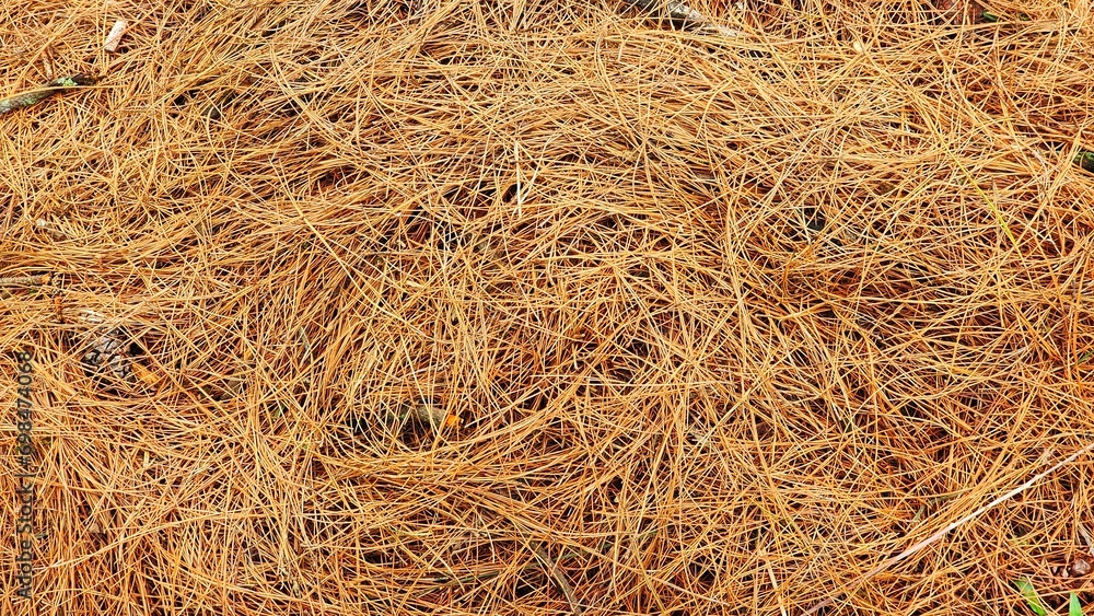 Pine needles on the ground. Close-up. Background. Pine needles on the ground. Close-up. Background.