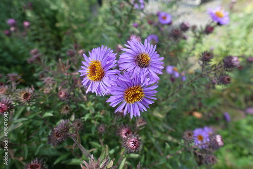 Bunch of three purple flowers of New England aster in September