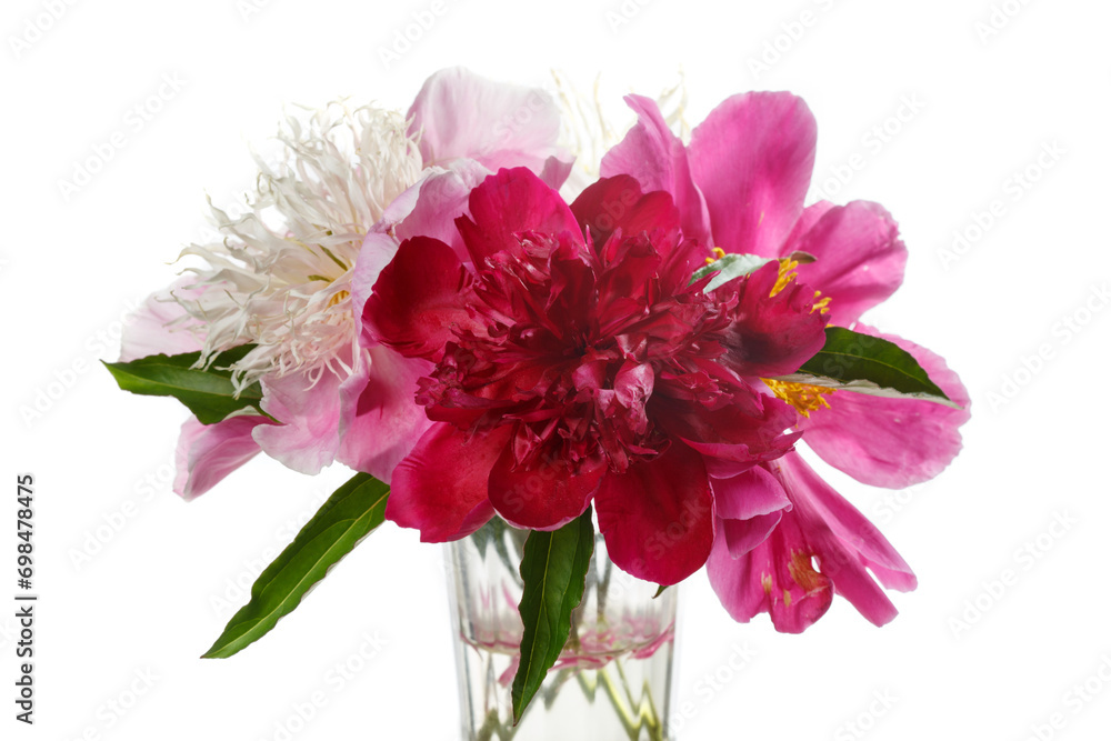 Bouquet of multi-colored peonies on an isolated on a white background.