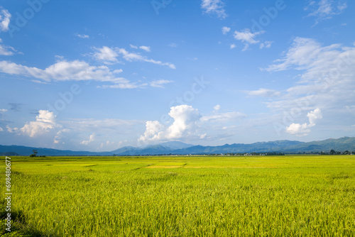 Fotótapéta The green and yellow rice fields in the green mountains, Asia, Vietnam, Tonkin, Dien Bien Phu, in summer, on a sunny day