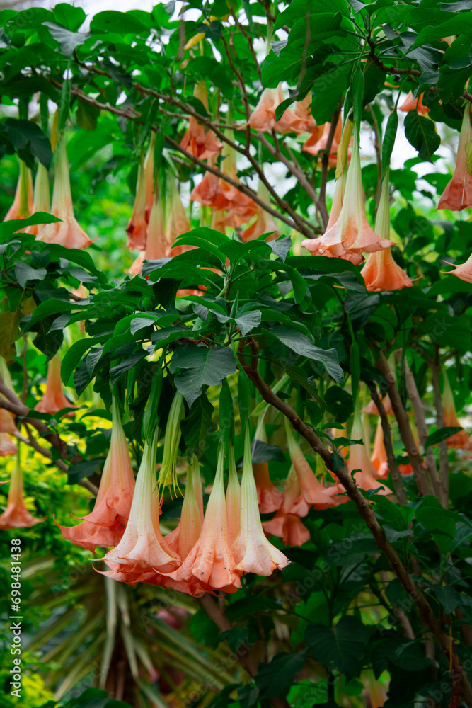 very pretty natural flowers in a beautiful South African garden very pretty natural flowers in a beautiful South African garden