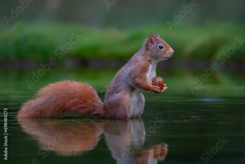 Eurasian red squirrel (Sciurus vulgaris) with a walnut in a pool of water in the forest of Noord Brabant in the Netherlands. Green background. 