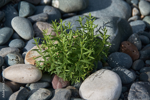 Satureja montana. Mountain savory.