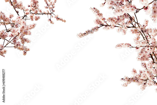 Cherry blossom tree branches © 영주 조