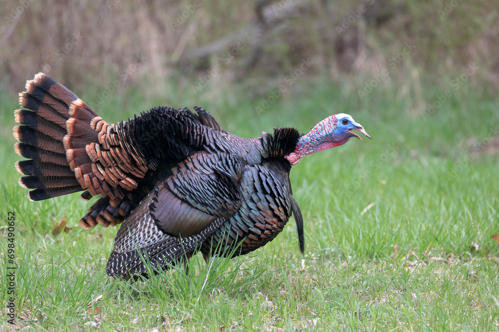 Ταπετσαρία Male turkey in gobbling posture, stretched out neck thrust