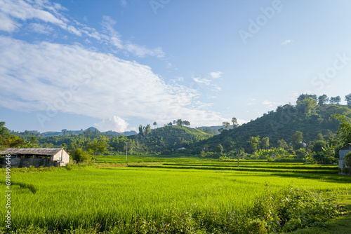 The green rice fields in the verdant countryside, Asia, Vietnam, Tonkin, Na San, in summer on a sunny day.